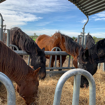 Alimentation des chevaux au relais de la Sbirée