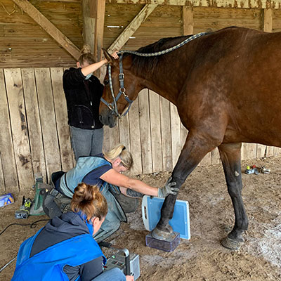 soin des chevaux au relais de la Sbirée