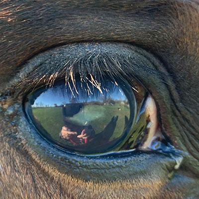 surveillance de l'état de santé des chevaux